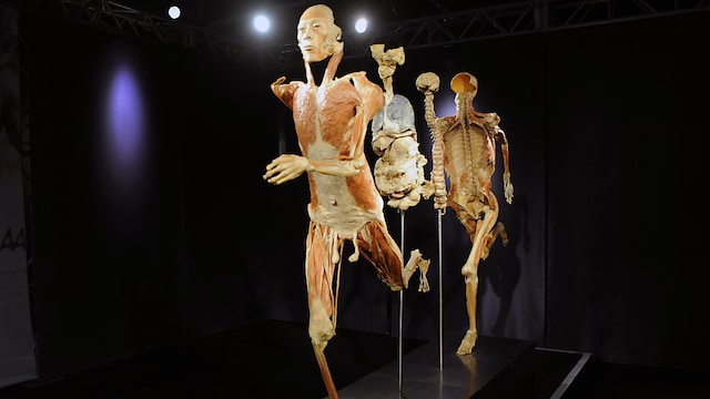 Il corpo umano