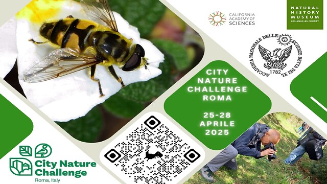 City Nature Challenge 2025 Roma