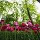 L'organizzazione della Natura - Rai Cultura