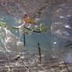 L'impatto della plastica sull'ambiente marino - Rai Cultura