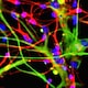 Festival della Scienza 2017 - Rai Cultura