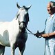 Marino Marini tra cavalli e cavalieri - Rai Cultura