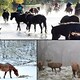 Animali: Estratto - Rai Cultura