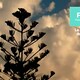 Ecologia della tecnica - Rai Cultura