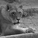 Canto 7 - Visioni di sguardi - Rai Cultura