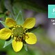 La filosofia e i viventi non umani  - Rai Cultura