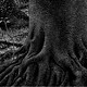 La foresta di Thomas Ott - Rai Cultura