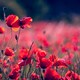 Cristina Giorcelli: i fiori nella letteratura americana - Rai Cultura