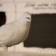 Archèus Labirinto Mozart  - Rai Cultura