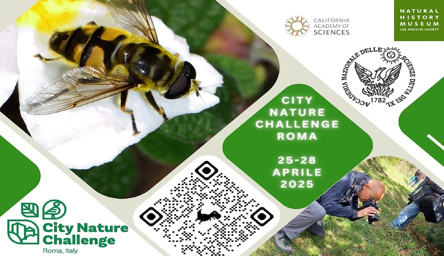 City Nature Challenge 2025 Roma