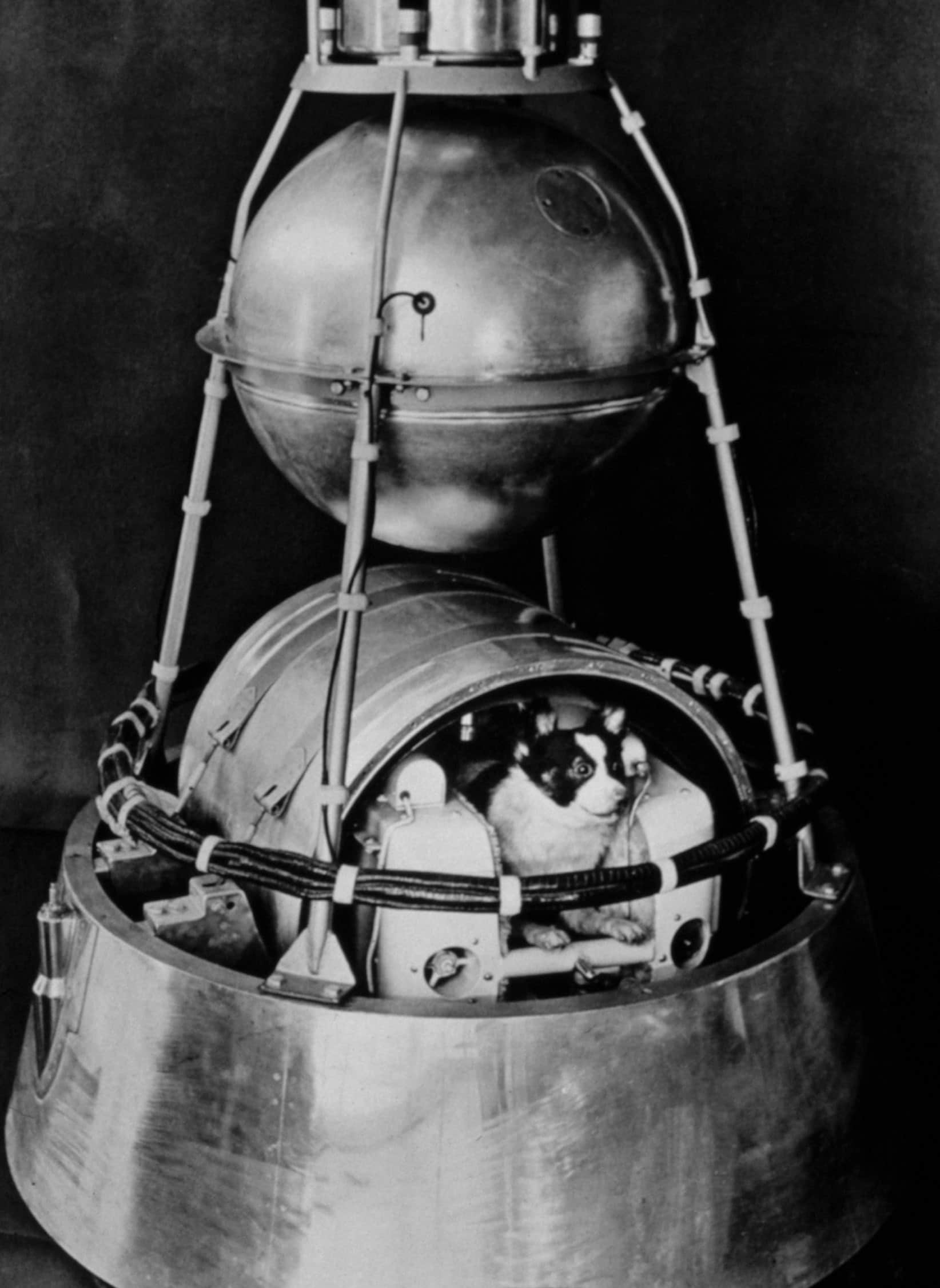 Fase di addestramento della cagnolina Laika, che verrà lanciata dai sovietici con lo Sputnik 2