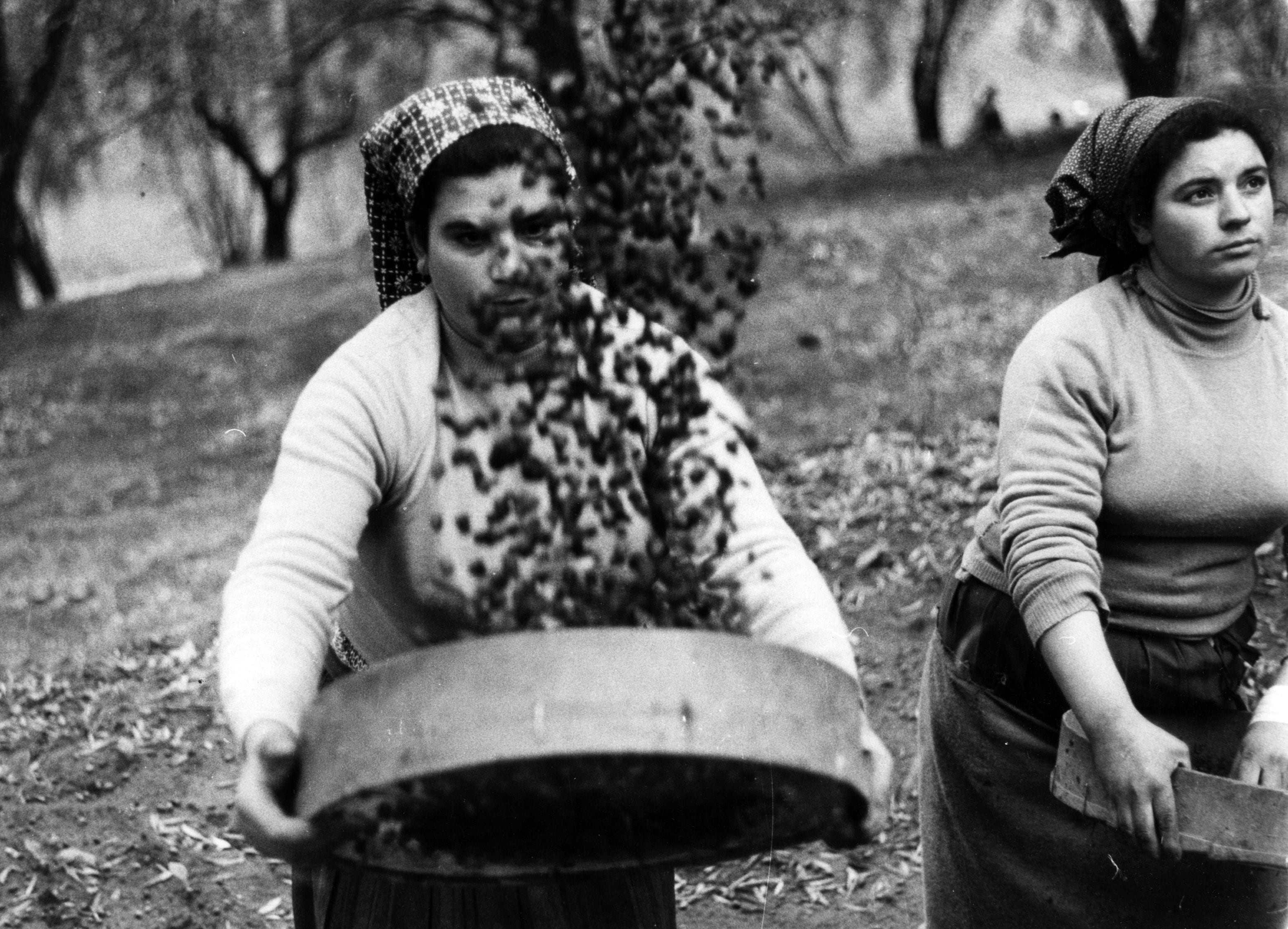 Una donna a lavoro in campagna negli anni Sessanta