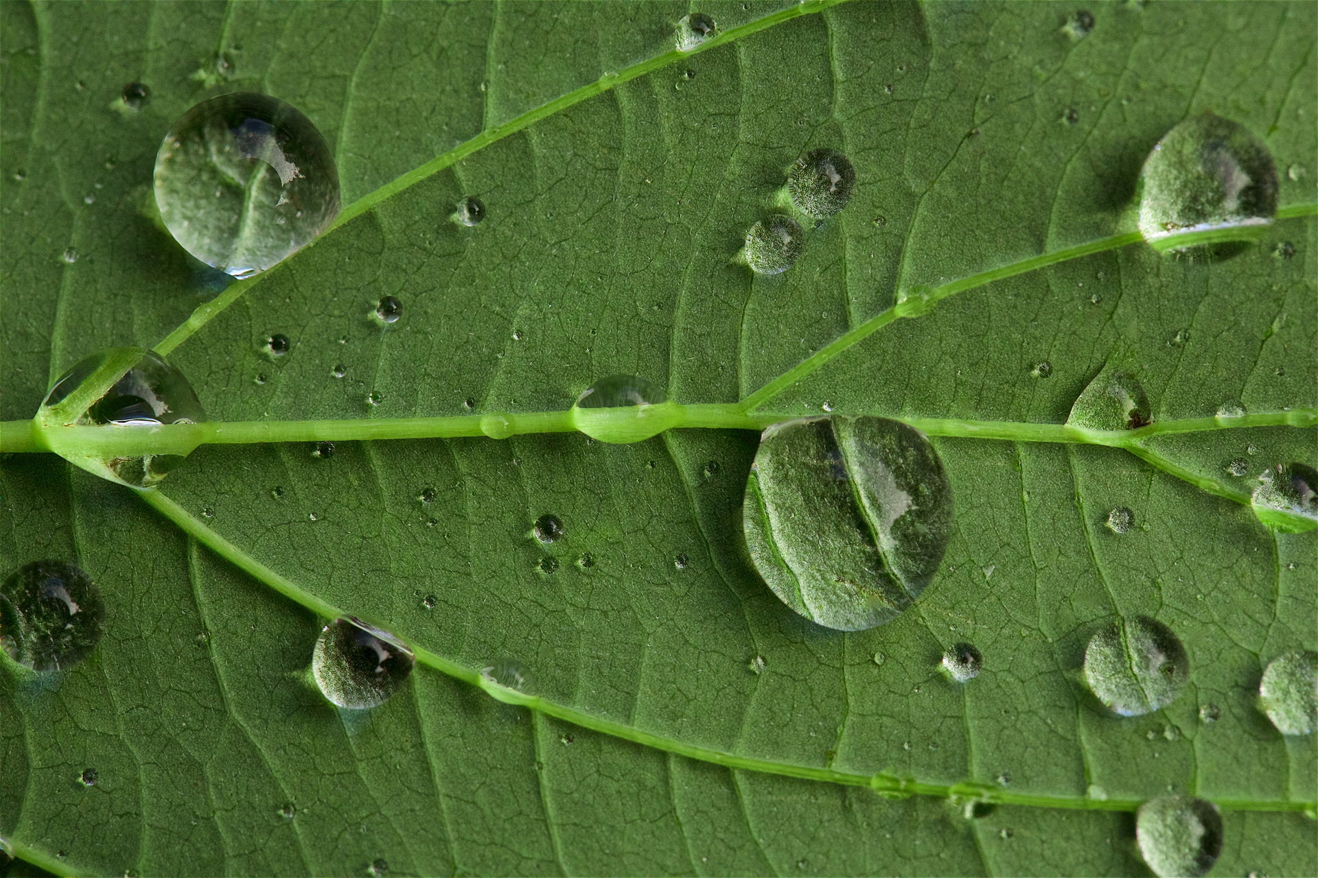 Una foglia al microscopio.