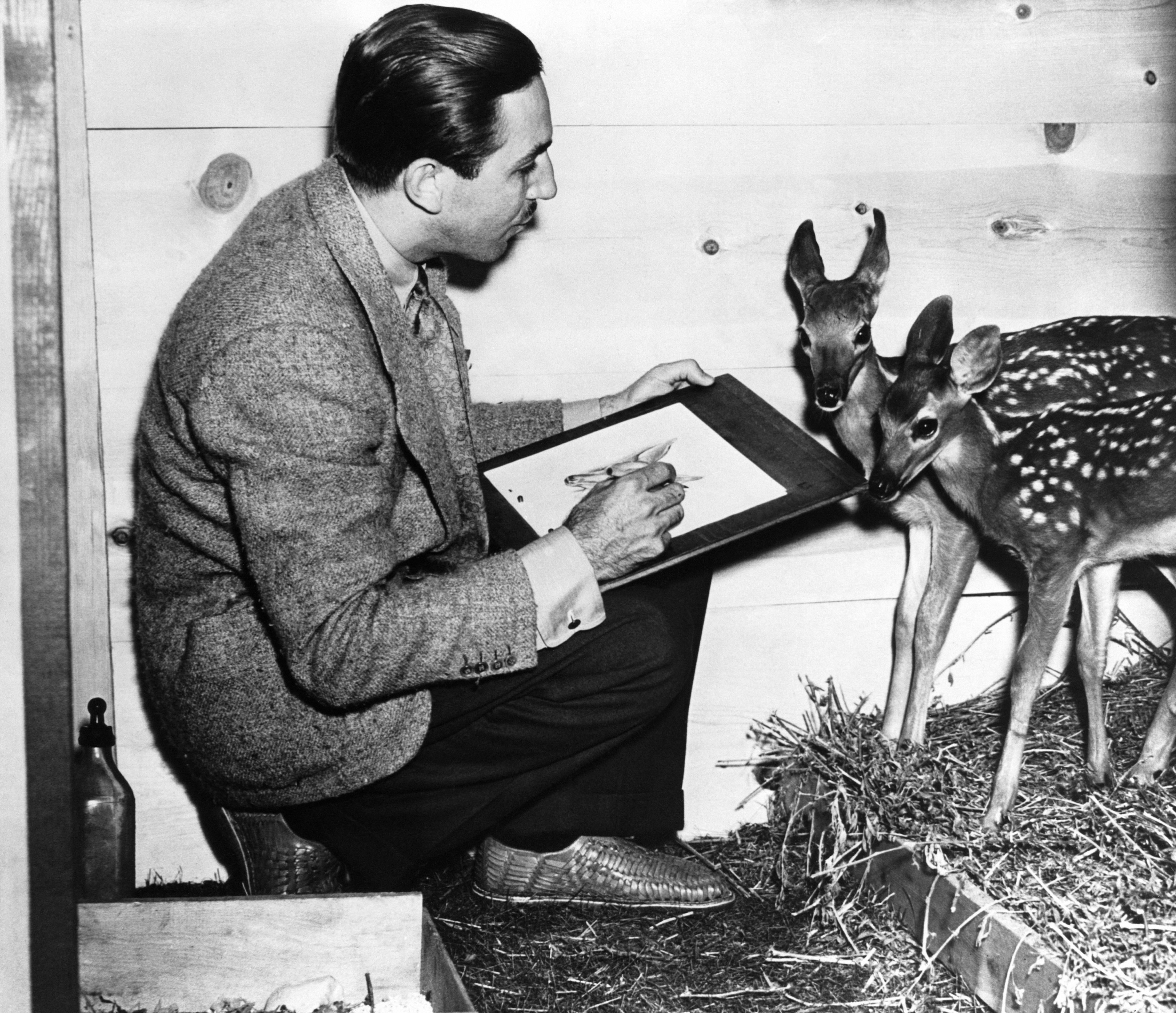 Disney disegna i cerbiatti, in preparazione al film Bambi, il suo quinto lungometraggio, uscito nel 1942