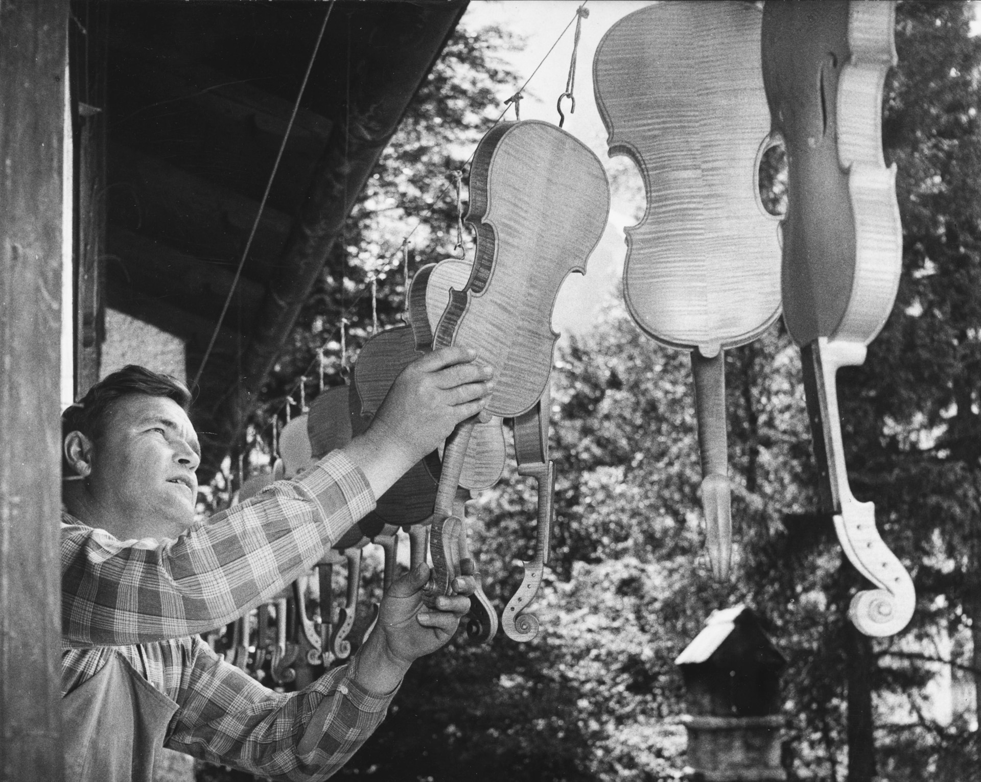 1959: Geigenbauschule Mittenwald (Germania). Violini appesi all'aria aperta per scurirne il colore.