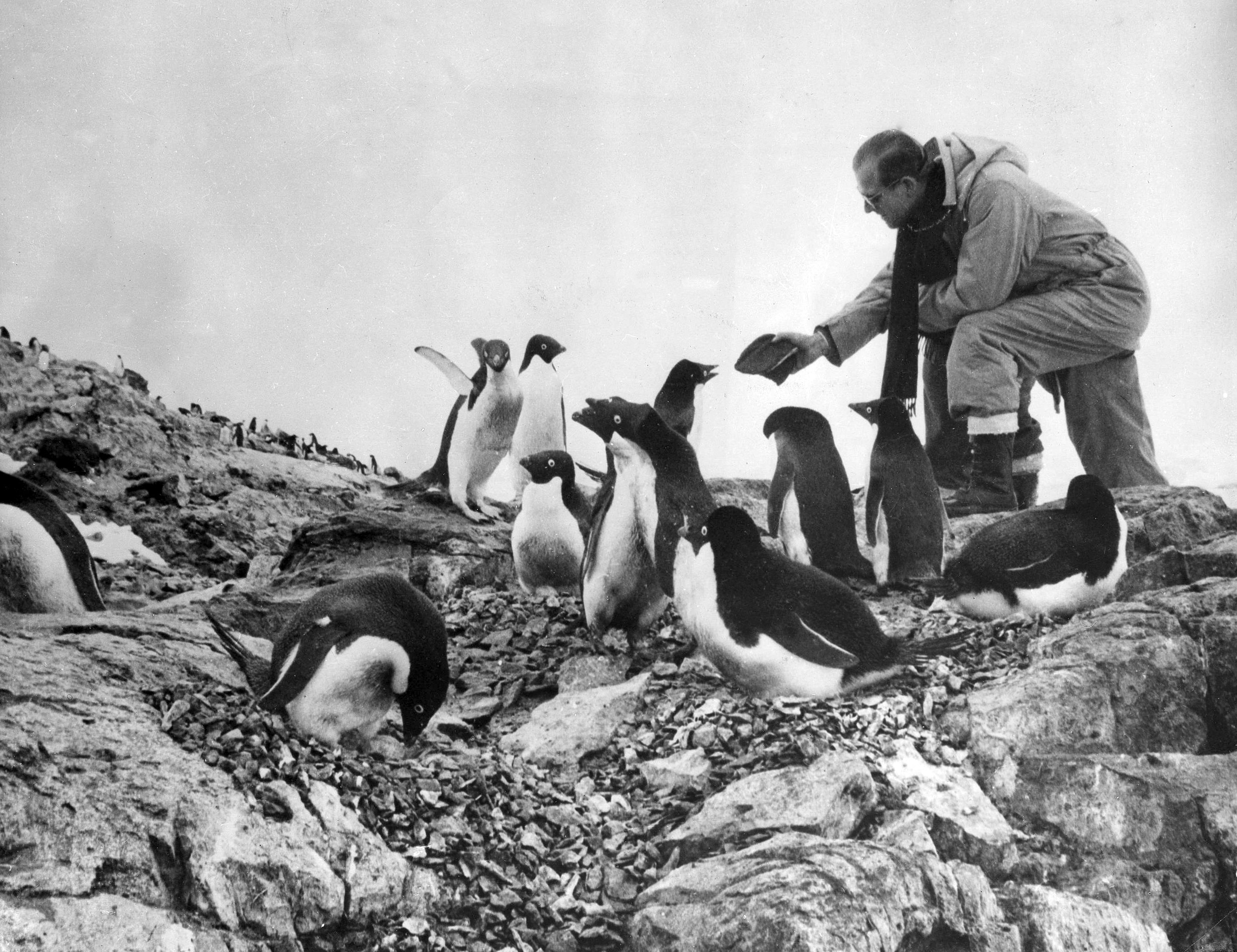 il Principe Filippo nutre una colonia di pinguini durante una visita in Antartide nel 1957