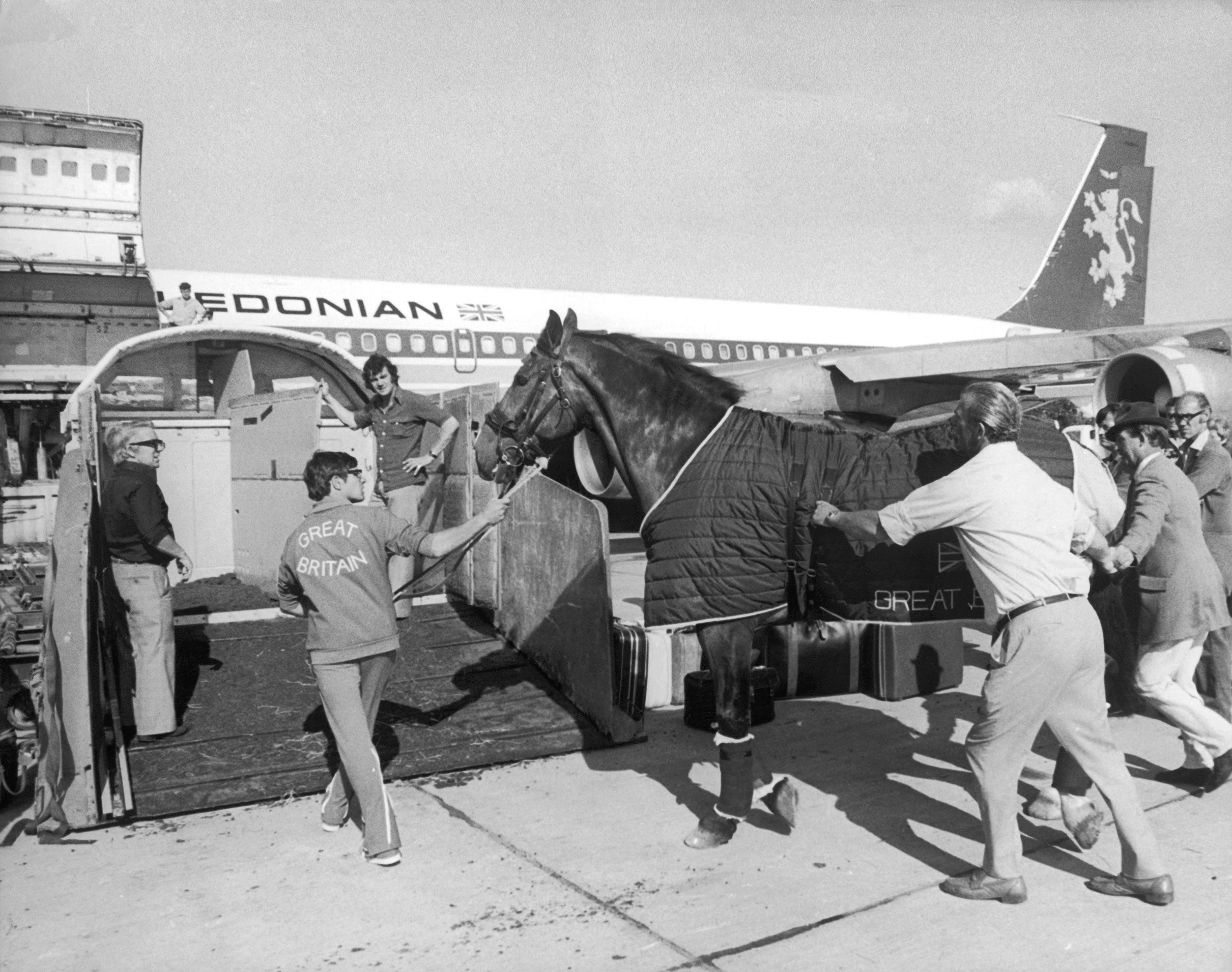 Uno dei cavalli della squadra olimpica inglese, in partenza per le Olimpiadi a luglio del 1976
