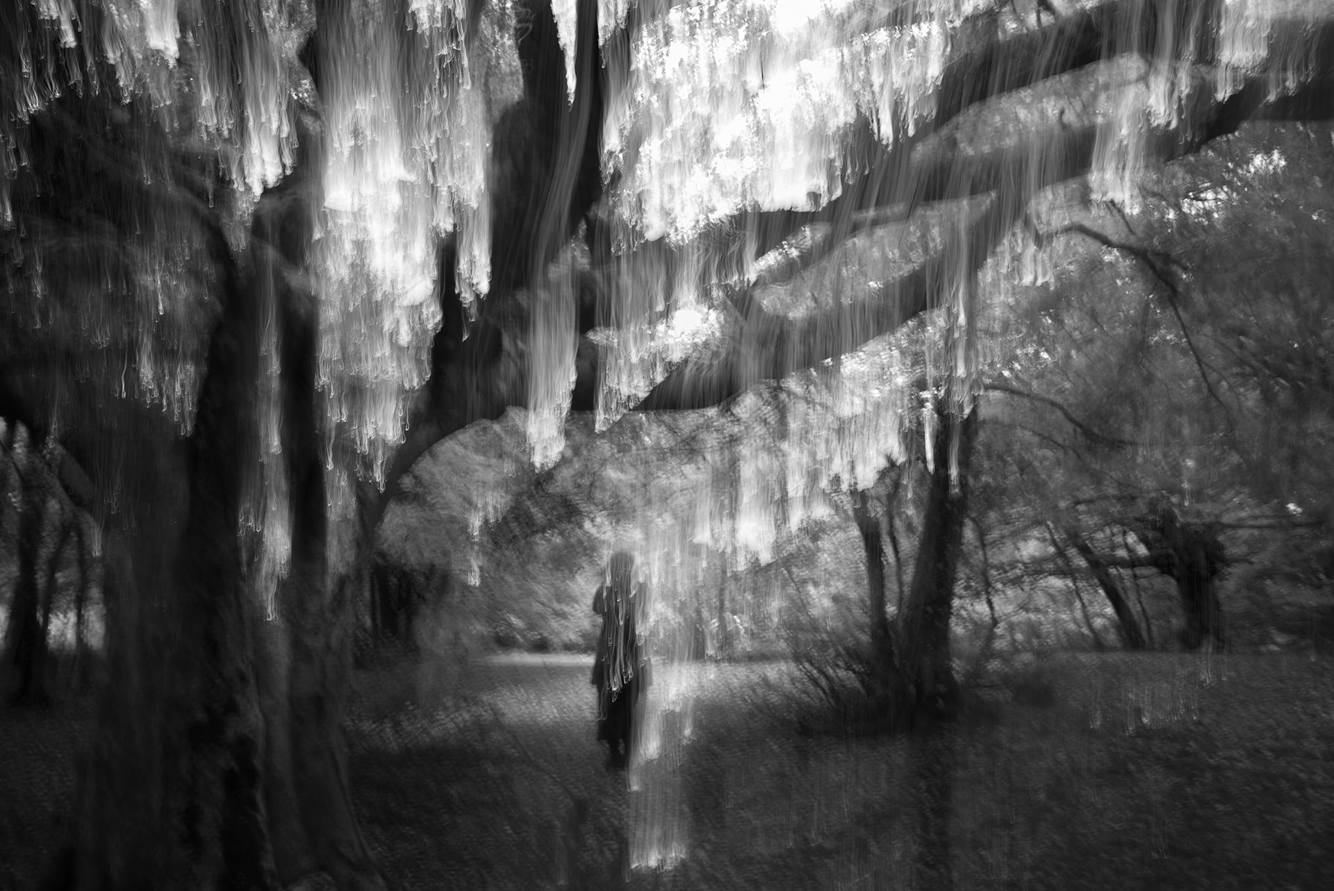 Emanuele Scorcelletti "Foresta preziosa"
