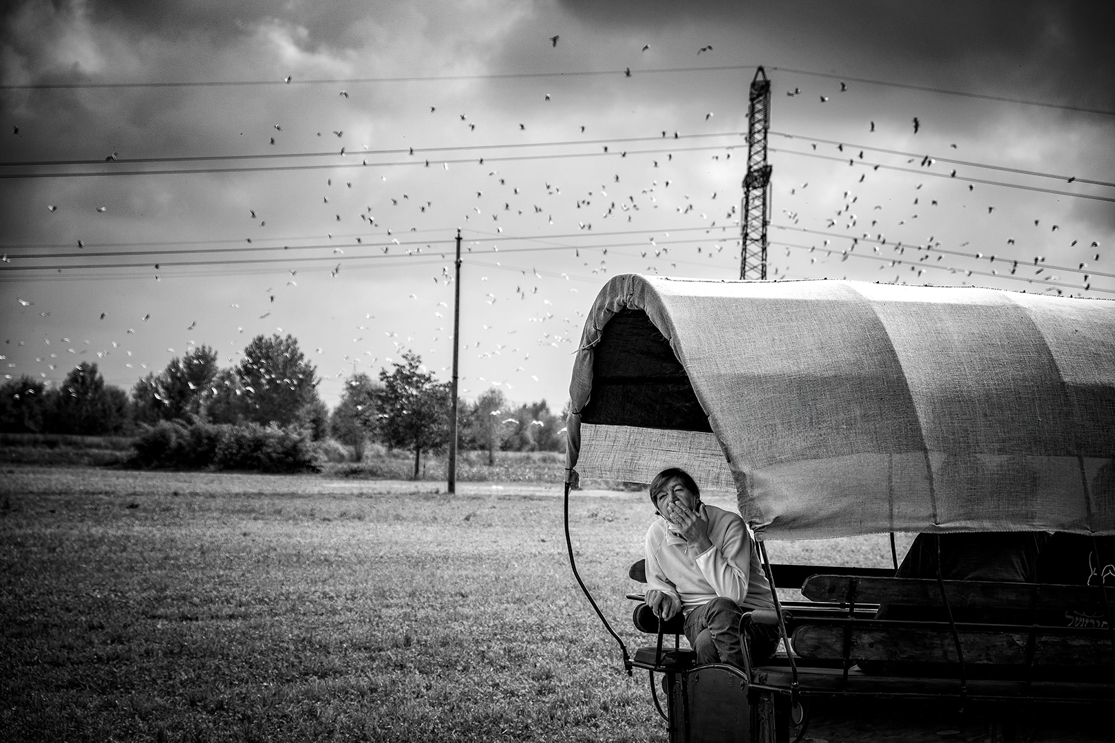Fotografia in bianco e nero: Patrizia Riviera_La Liberazione della Follia_03: La Transumanza dei Bergamini. Viaggio in carrozza, da Bergamo a Lodi Vecchio, per accompagnare una mandria di mucche al ricovero invernale. Antonio, paziente della CPA di Verdello (BG), manda un bacio dalla carrozza in direzione della fotografa. Sullo sfondo uno stormo di uccelli si alza in volo. Ottobre 2021