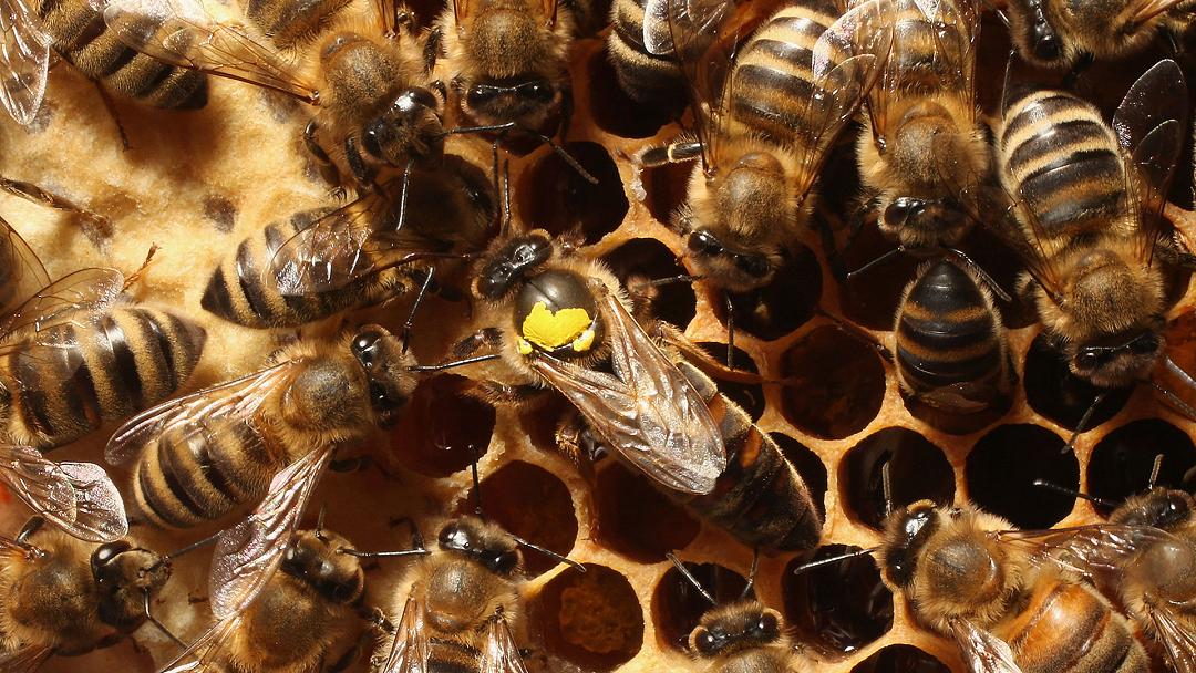 Il disastro genetico delle api